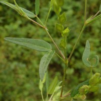 Zornia gibbosa Span.